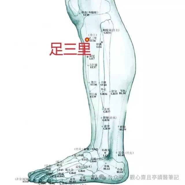 足三里01.jpg 图片